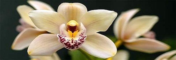 orchidej