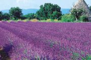 Provoněná Provence