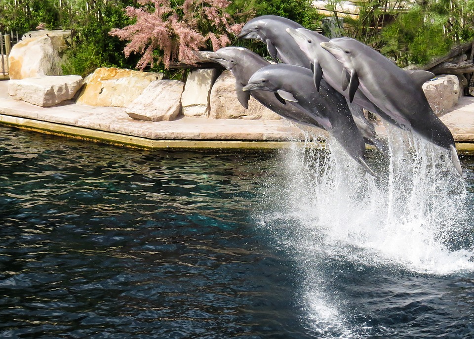 Německý LEGOLAND® a norimberská zoo s delfináriem