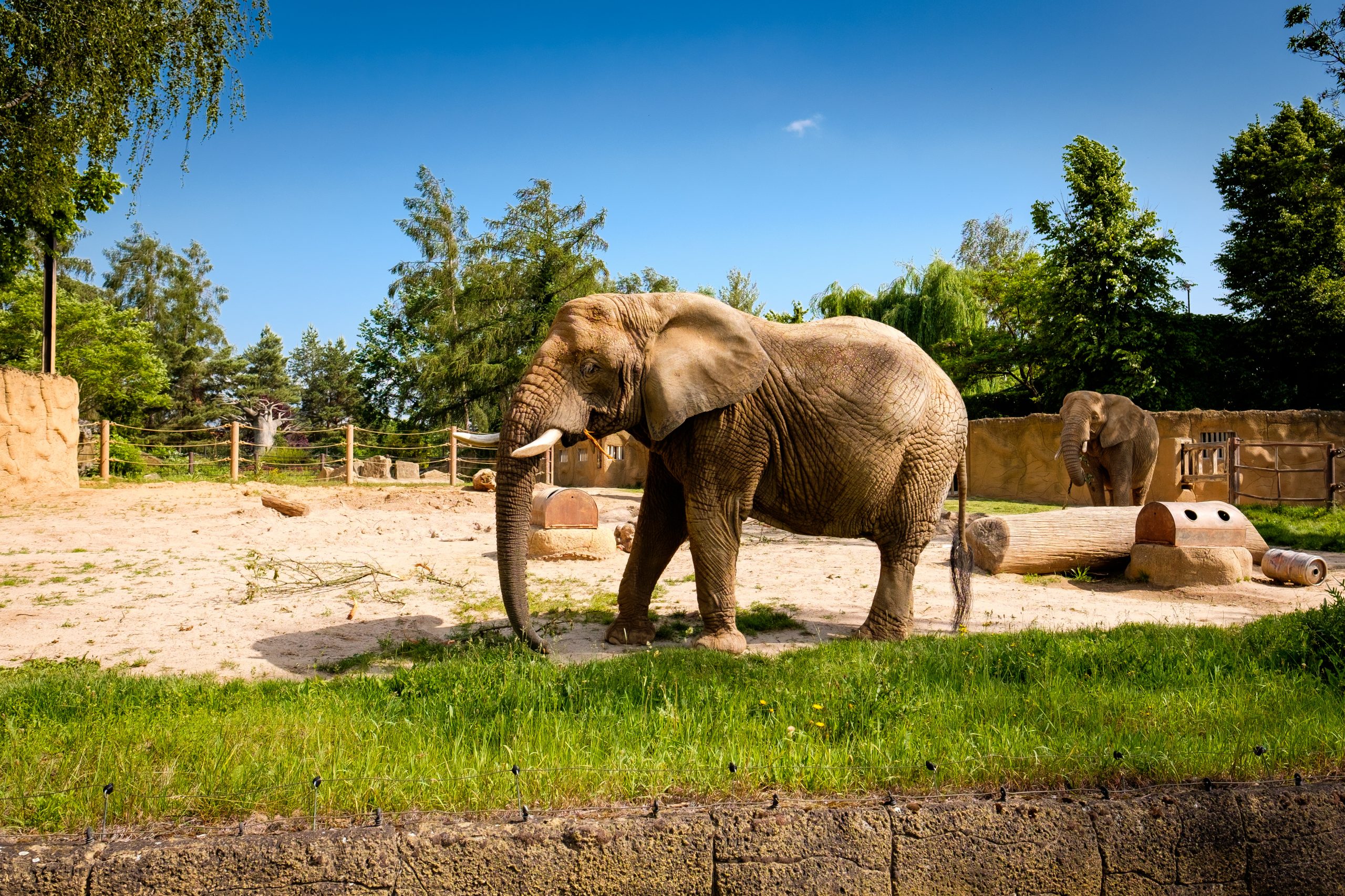 zoo safari hradec kralove