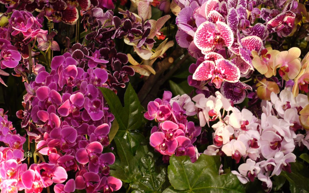 Drážďany | mezinárodní výstava Svět orchidejí