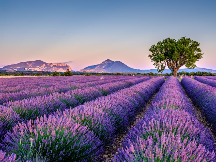 Provoněná Provence