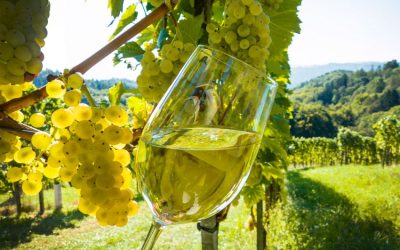 Vinum Juvenale 2025
