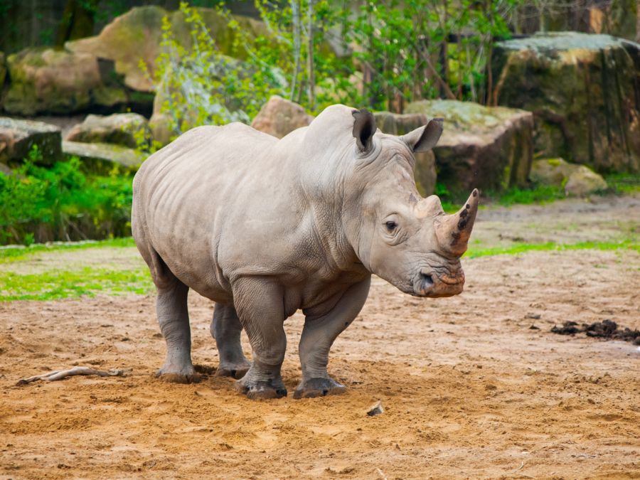 ZOO a Safari park Dvůr Králové nad Labem