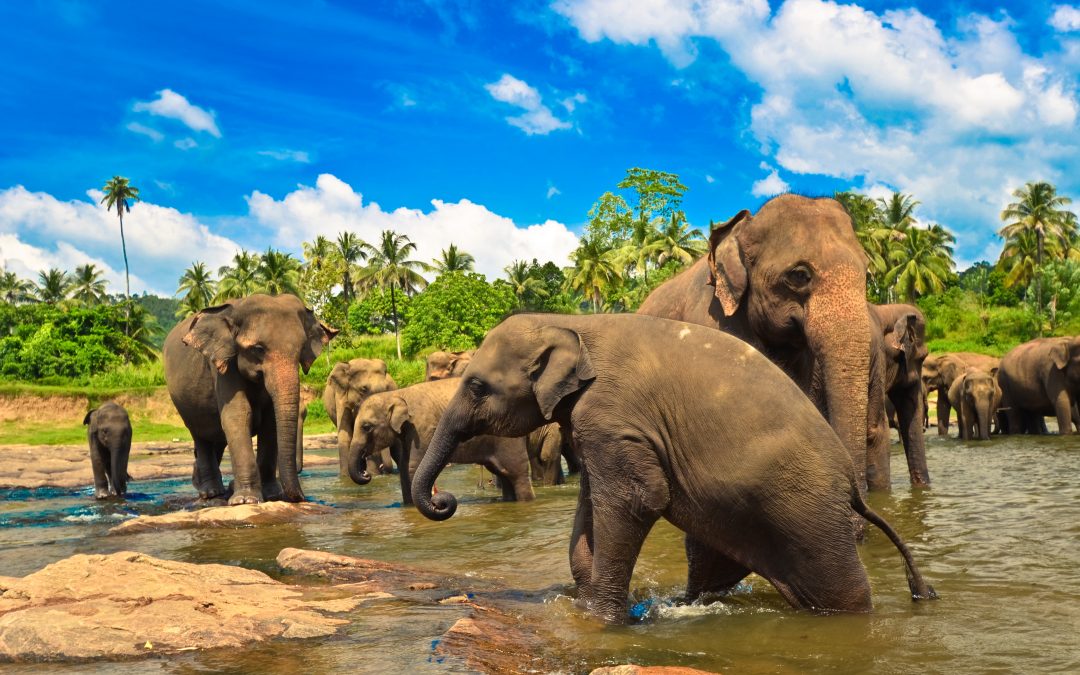 Srí Lanka – Velký okruh po ostrově Cejlon s pobytem u moře